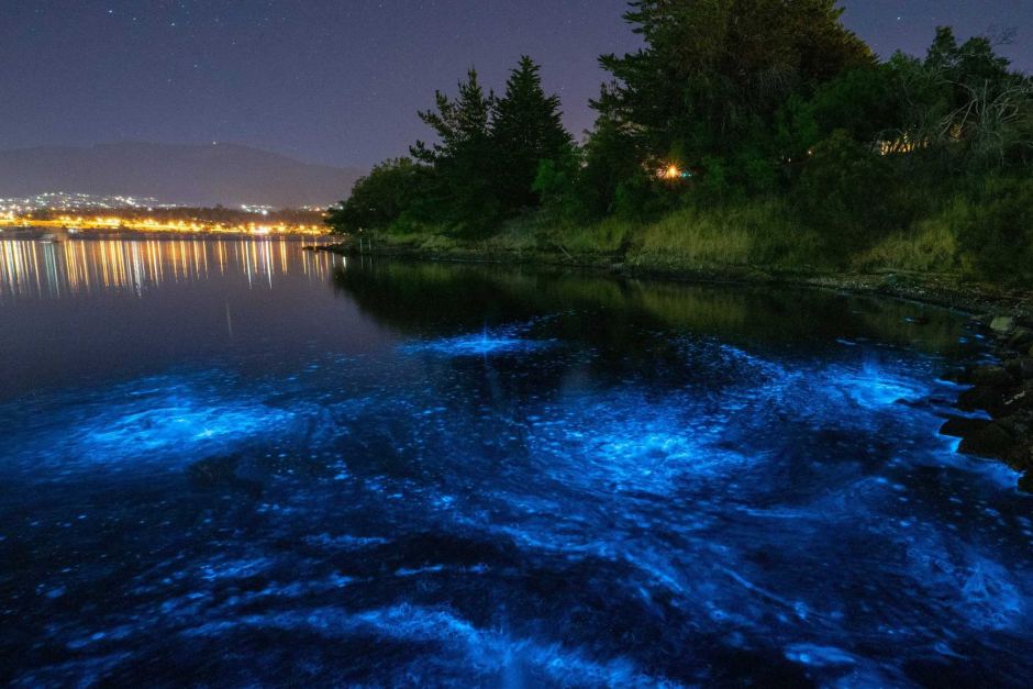 Bioluminescence – Lighting Up The Night – Mad About Science Incursions